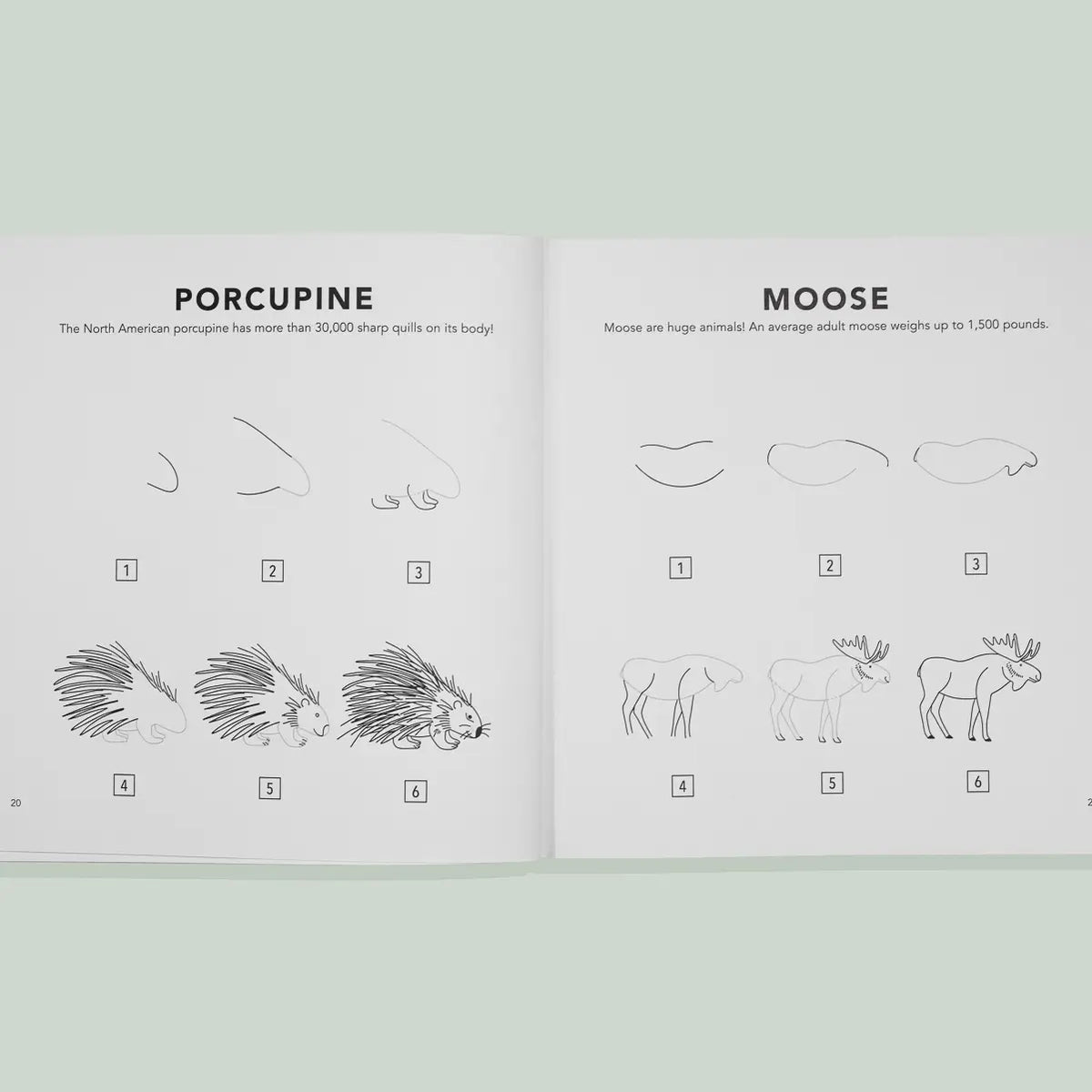How to Draw: Woodland Creatures